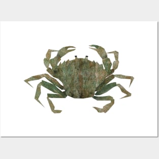 European shore crab (green) Posters and Art